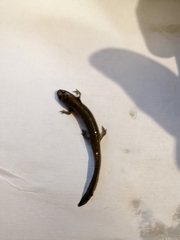 Plethodontidae