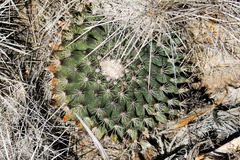 Mammillaria grusonii