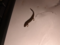 Plethodontidae