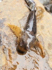 Cottus cognatus