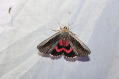 Catocala herodias gerhardi