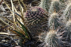 Mammillaria grusonii