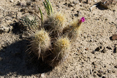 Cactoideae