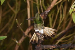 Boissonneaua flavescens