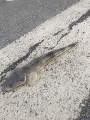 Platycephalus australis