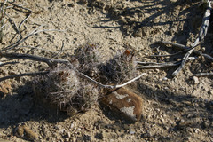 Coryphantha