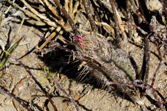 Thelocactus bicolor bicolor