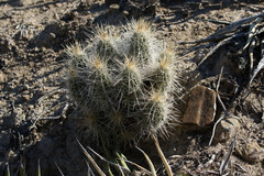 Echinocereus stramineus