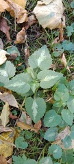 Lamium maculatum
