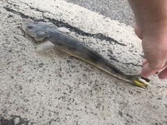 Platycephalus australis