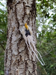 Cerogenes auricoma