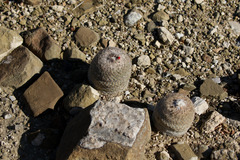 Epithelantha greggii