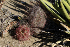 Thelocactus bicolor bicolor