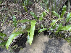 Microsorum pustulatum pustulatum