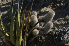 Mammillaria pottsii