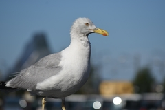 Larus argentatus