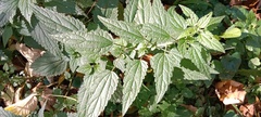 Urtica dioica