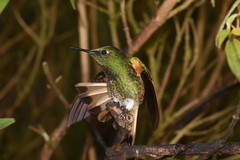 Boissonneaua flavescens