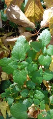 Lamium maculatum