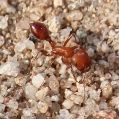 Pogonomyrmex maricopa