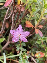 Rhodothamnus chamaecistus