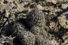 Coryphantha