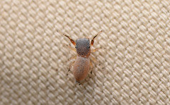 Tutelina