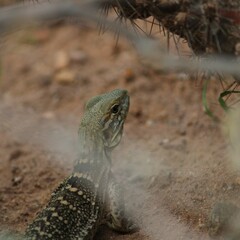 Ctenosaura macrolopha