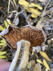 Cortinarius regalis