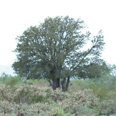 Forchhammeria watsonii