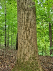Liriodendron tulipifera