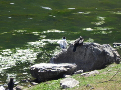 Chroicocephalus serranus