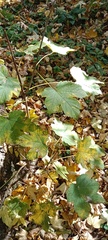 Acer pseudoplatanus
