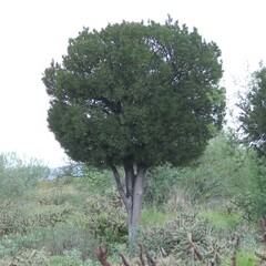 Forchhammeria watsonii