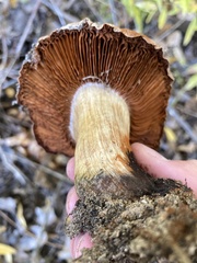Cortinarius regalis