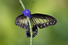 Ideopsis vitrea