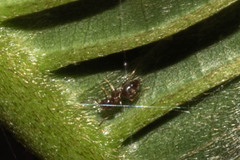 Brachymyrmex