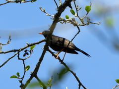 Turdus chiguanco
