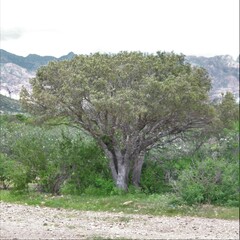 Forchhammeria watsonii