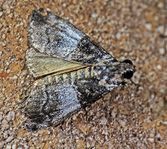 Pococera asperatella
