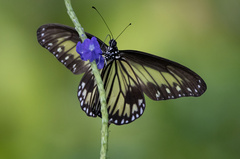 Ideopsis vitrea