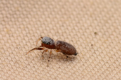Tutelina