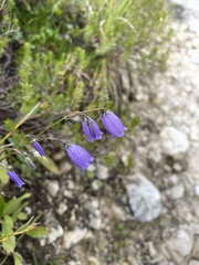 Campanula cespitosa