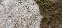 Lecanora carpinea