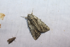 Catocala coccinata