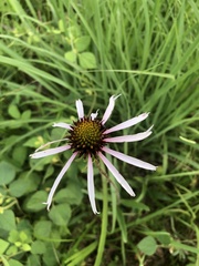 Echinacea sanguinea