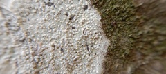 Lecanora carpinea