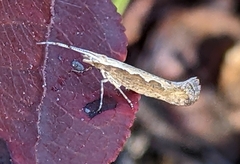 Plutella xylostella
