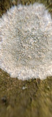 Lecanora carpinea