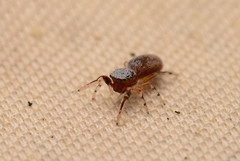 Tutelina